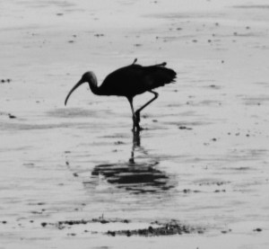 Glossy Ibis in Silhouette